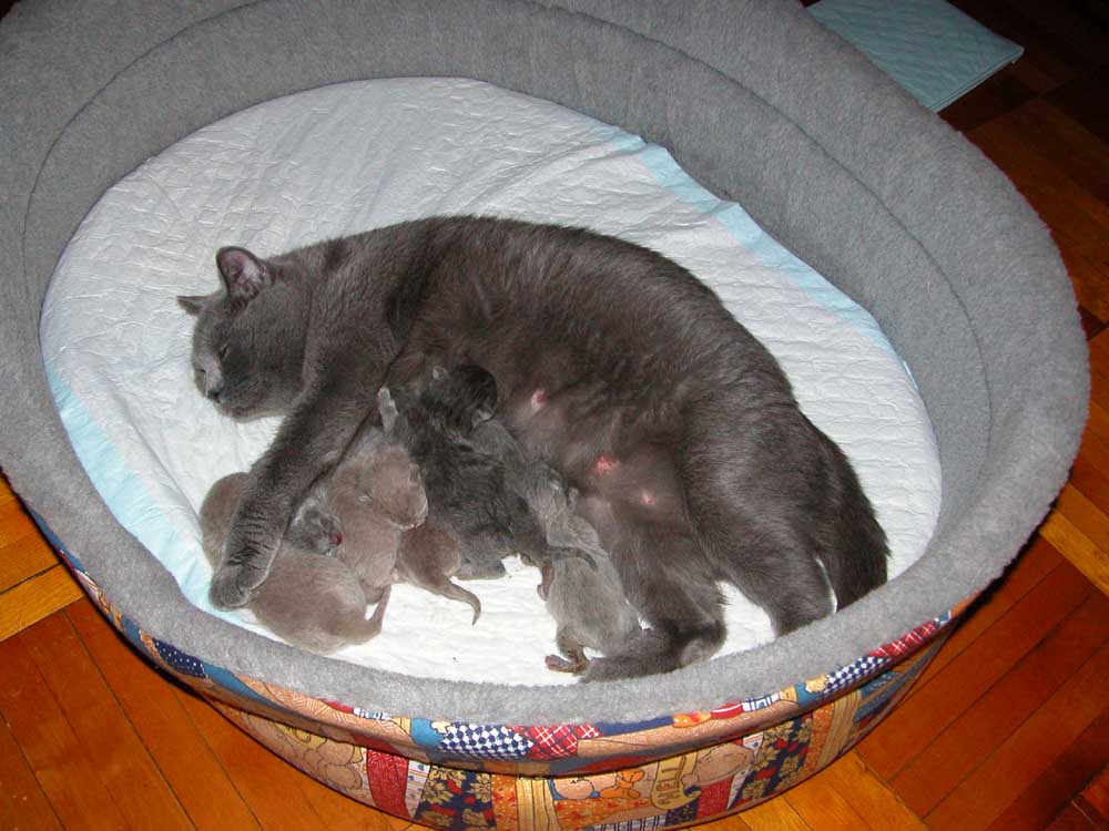 Дождались. Наши кошки