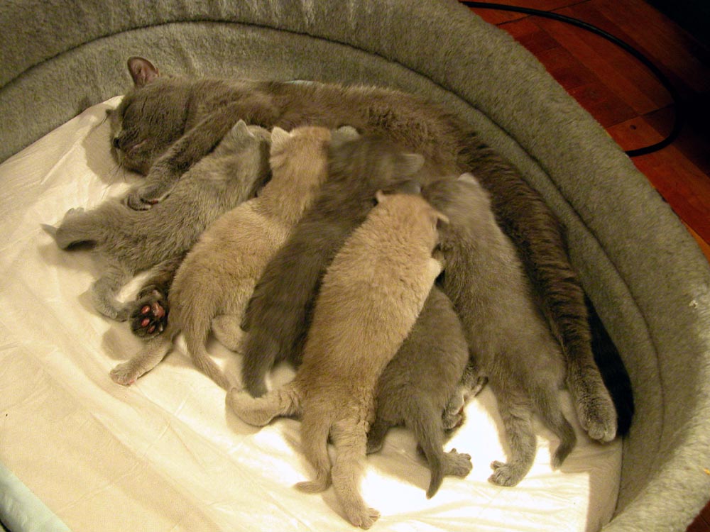 подросли. Наши кошки