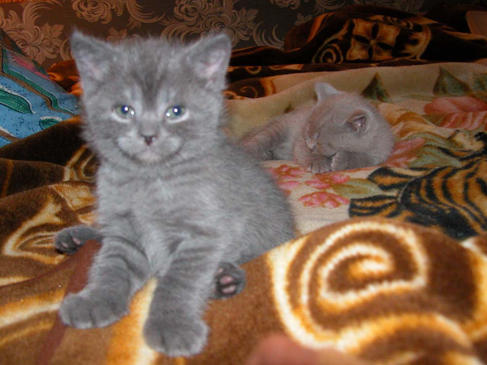 Бандит. Наши кошки