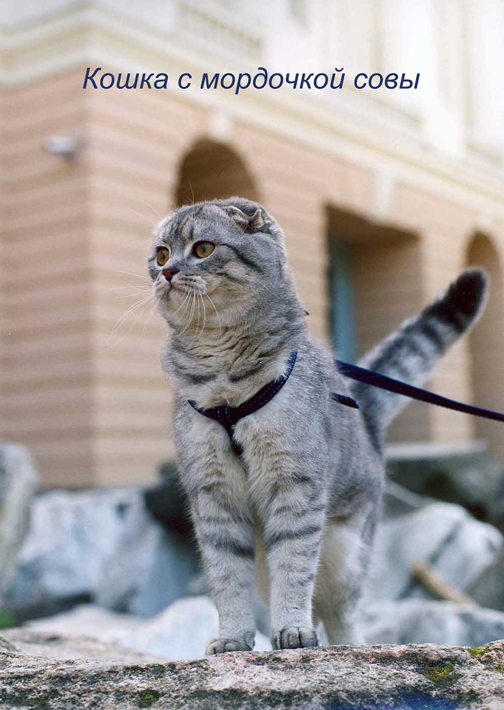 Висла. Наши кошки