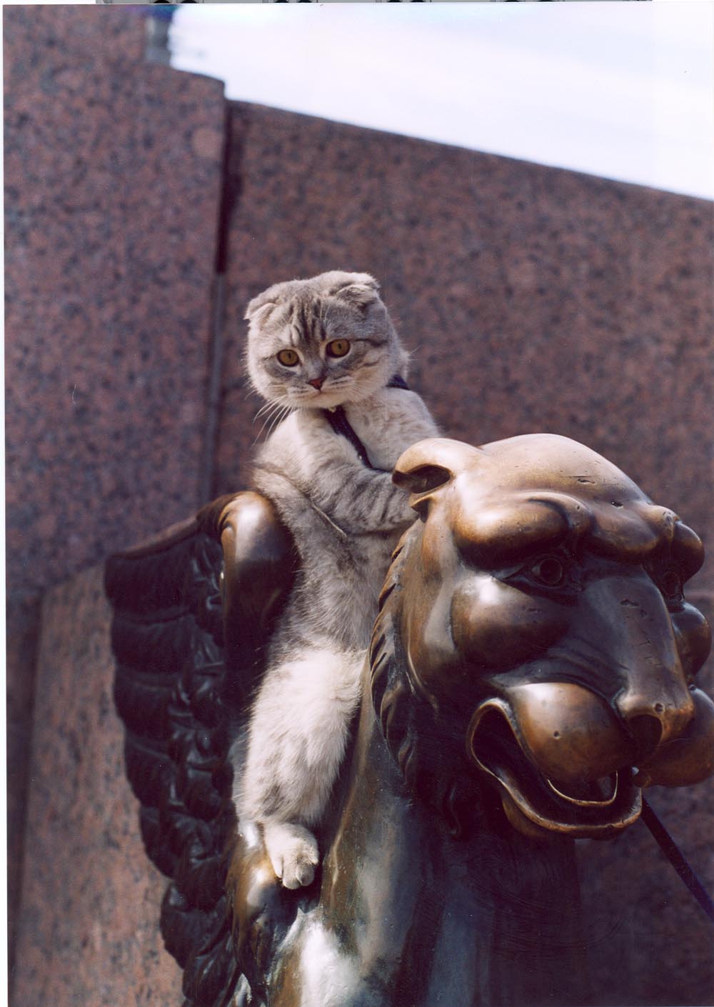 Верхом на льве. Наши кошки