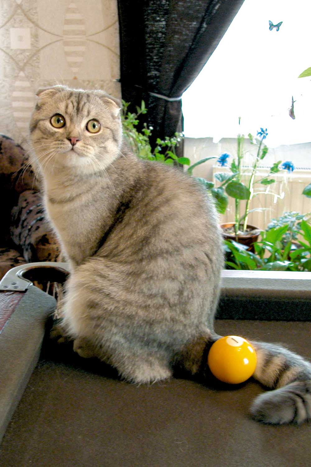 ещё пертию?. Наши кошки