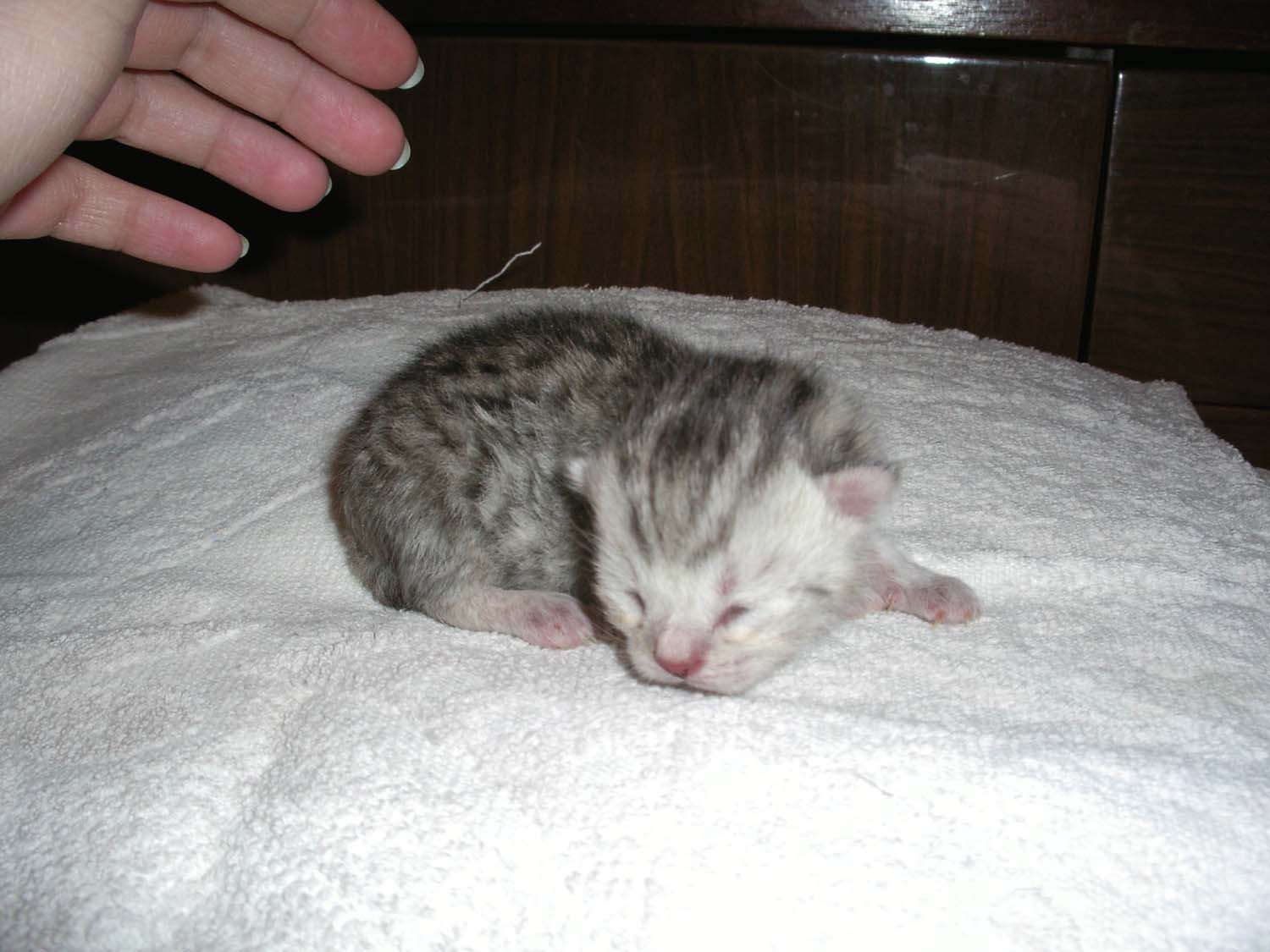 я родился. Наши кошки