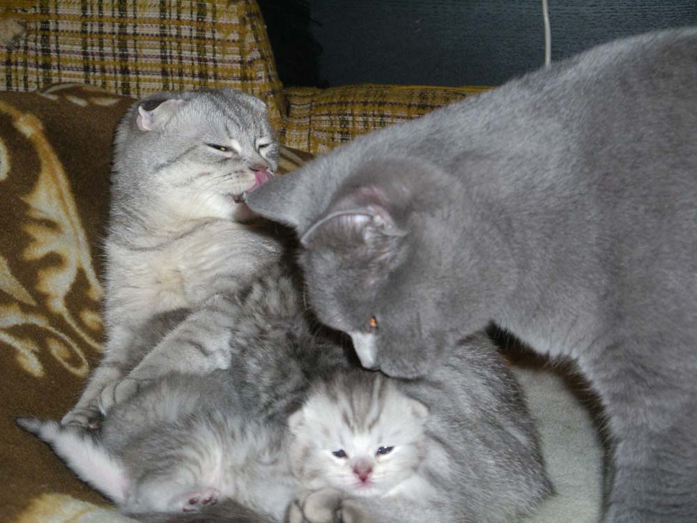 две мамочки. Наши кошки