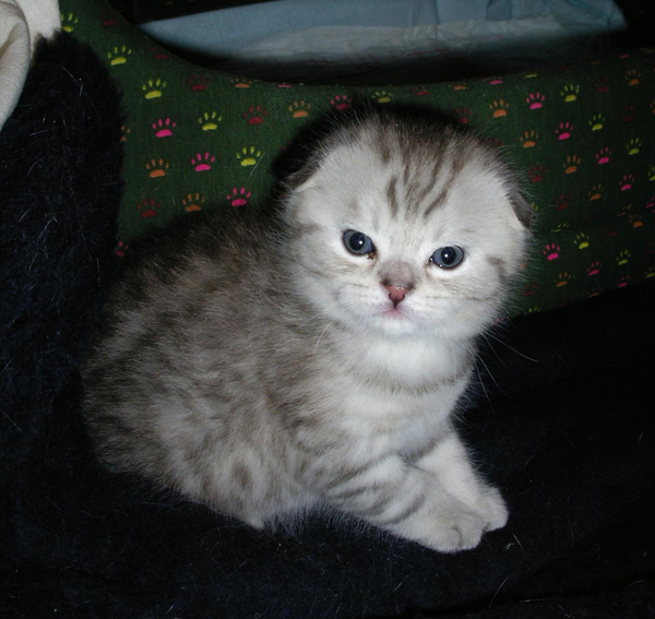 я такой красивый. Наши кошки