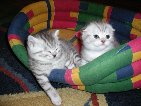 умаялись. Наши кошки