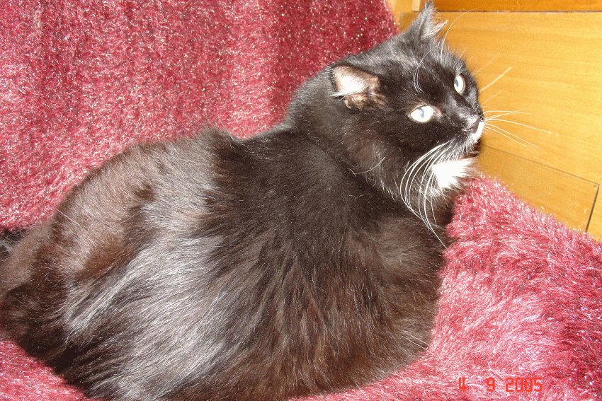 Бася на даче. Бася...