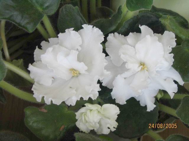 Gillian. Мои цветочки