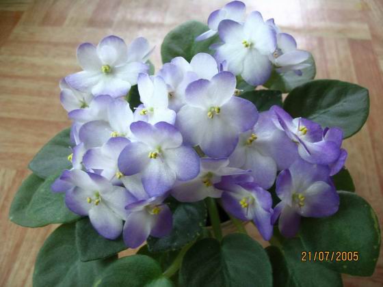 Plumberry Glow. Мои цветочки