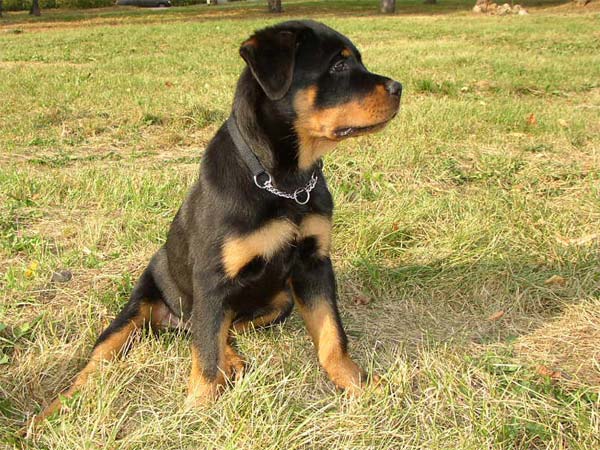 Жаспер (д.р. 07.06.05)