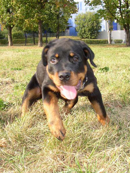 Жаспер (д.р. 07.06.05)