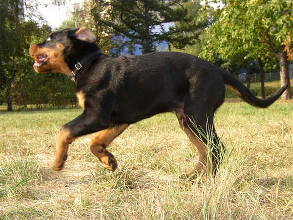 Жаспер (д.р. 07.06.05)