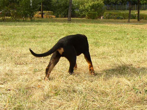 Жаспер (д.р. 07.06.05)