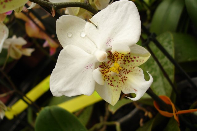 Амстердам, лето 2005. Цветы