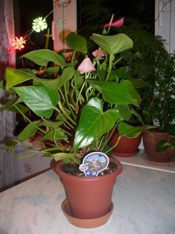 Антуриум. Цветы