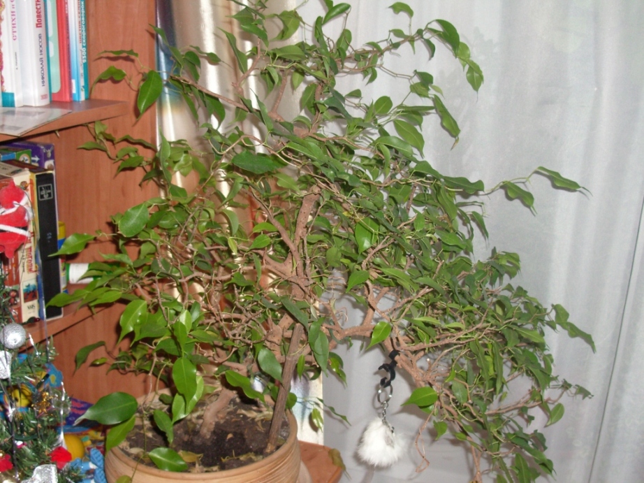 Фикус-бонсай. Цветы