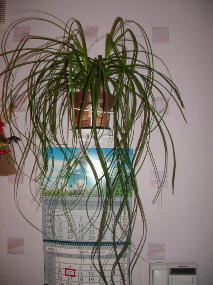 Нолина. Цветы