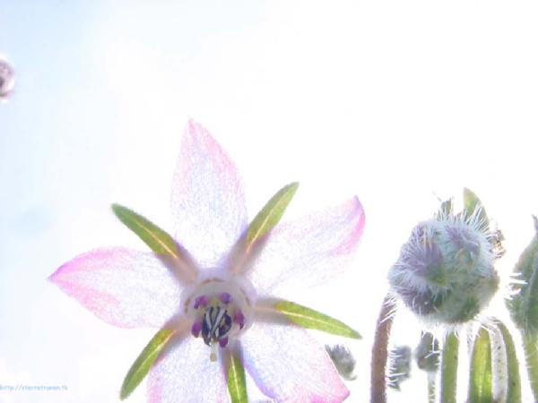 Pictures, webshots etc.