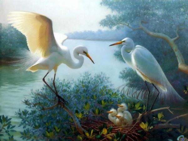 Pictures, webshots etc.