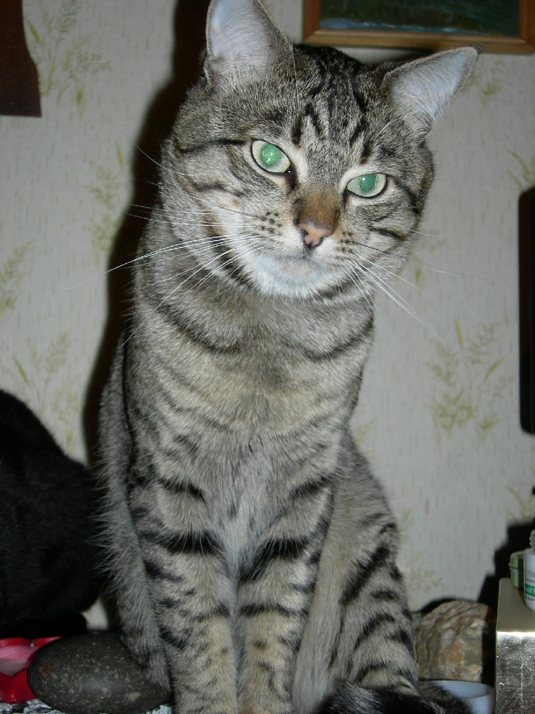 Вот я какой красивый. Любимцы