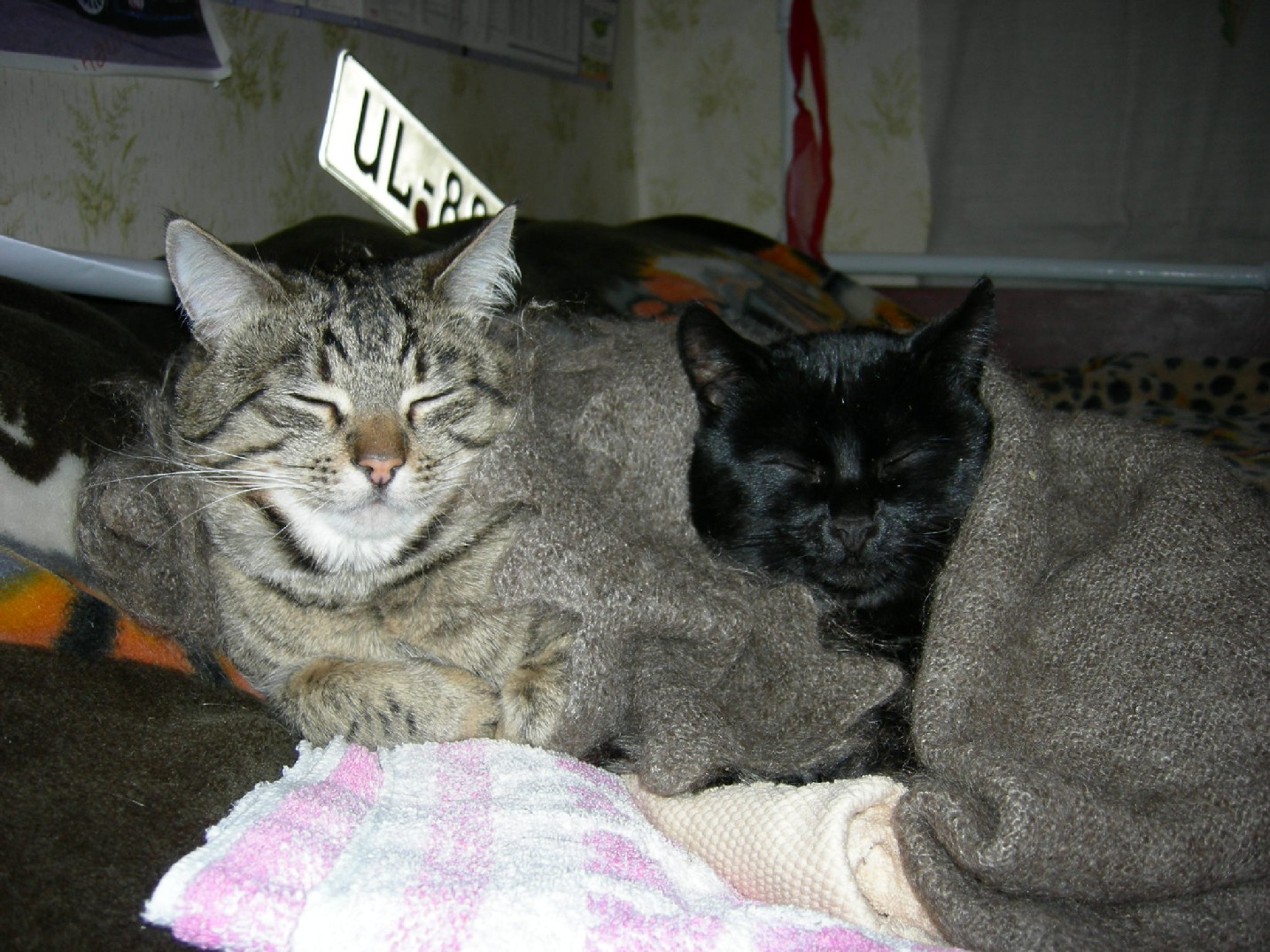 Вот так вот мы пережили холода, плече к плечу. Любимцы