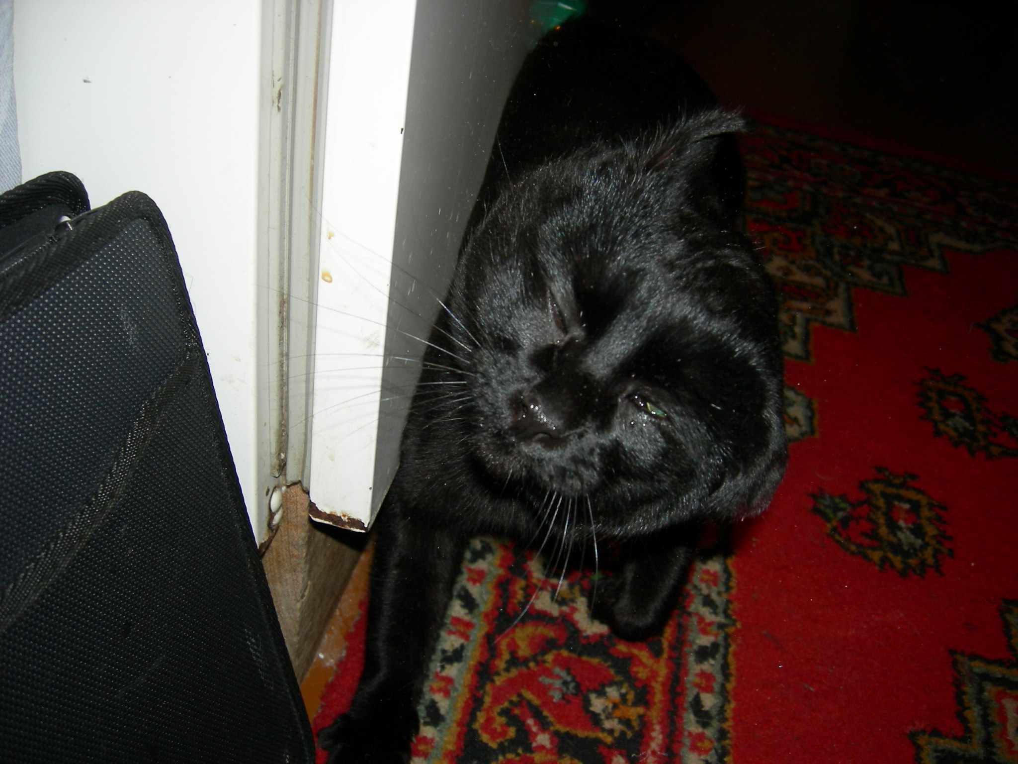 Нужно отряхнуться. Любимцы