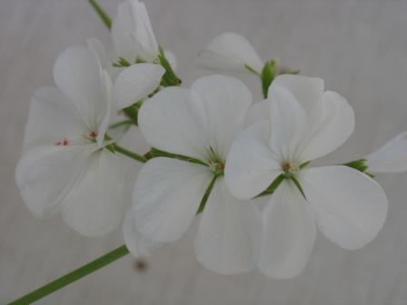 Герань. Цветы