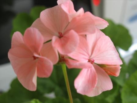 Герань. Цветы