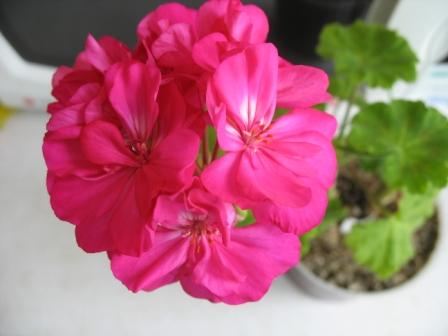 Герань махровая. Цветы