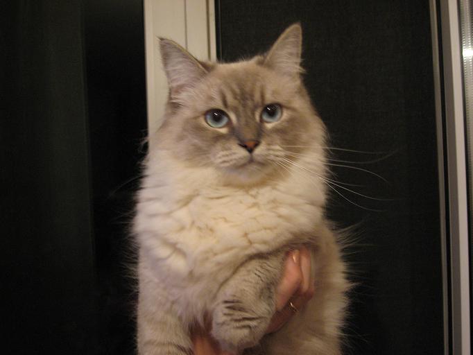 Сеня. Наша любимица