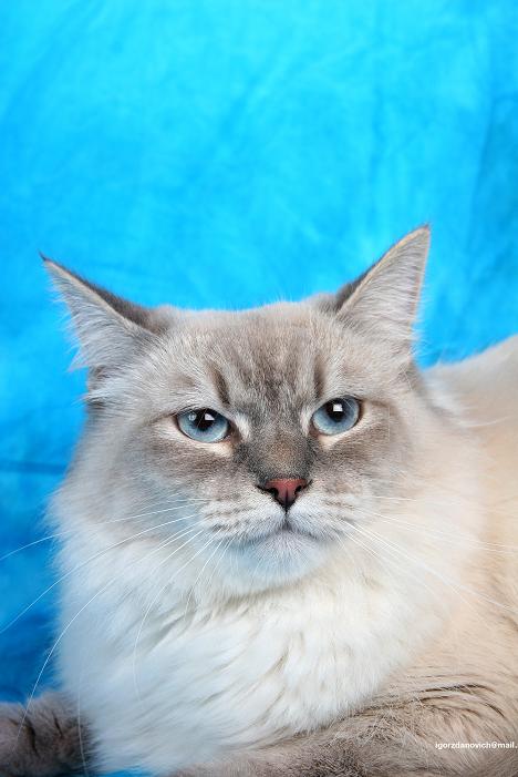 Портрет. Наша любимица