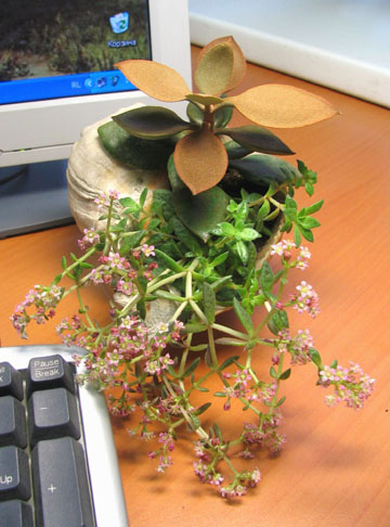 Каланхоэ войлочное с неизвестным цветущим суккулентиком. Немного моих цветочков