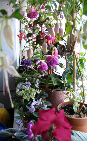 Мой подоконник, в общем... :). Немного моих цветочков