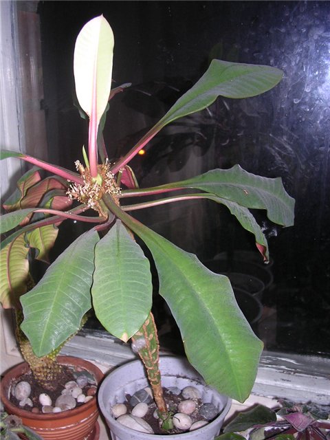 молочай. цветочки