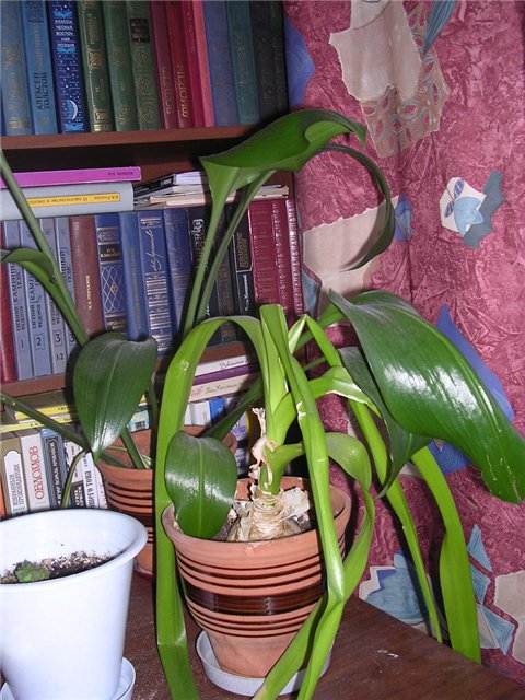 лук и лилия. цветочки