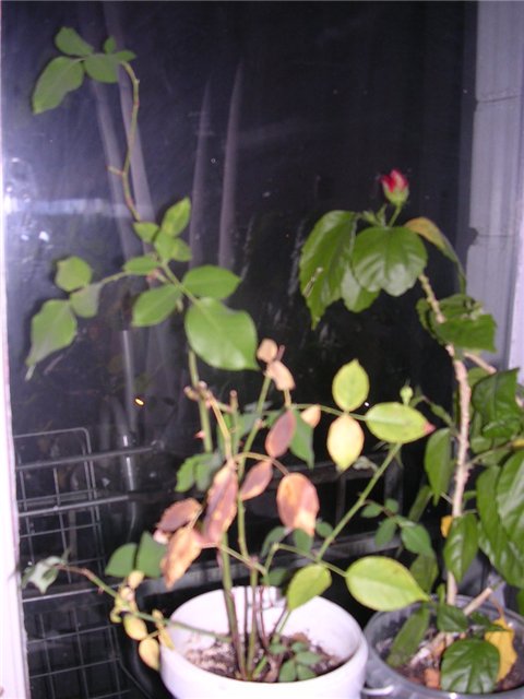 розочки. цветочки