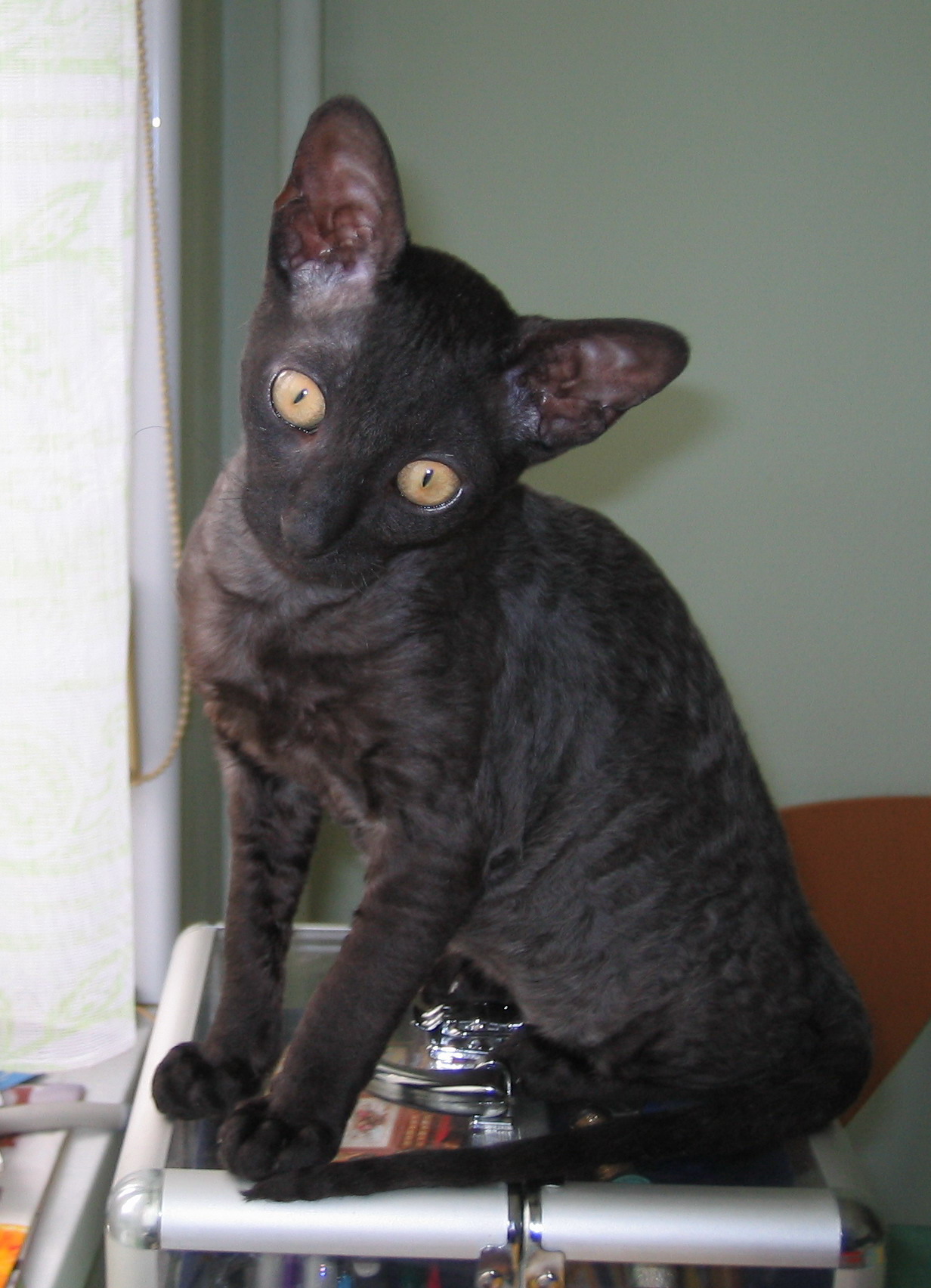 Азира. Звери