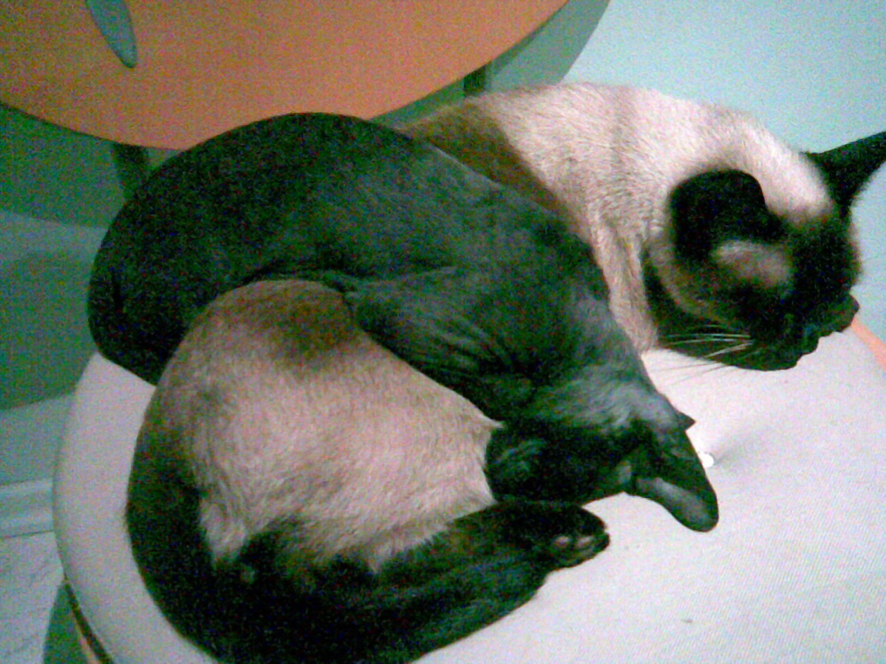 Азира и Сандра. Звери