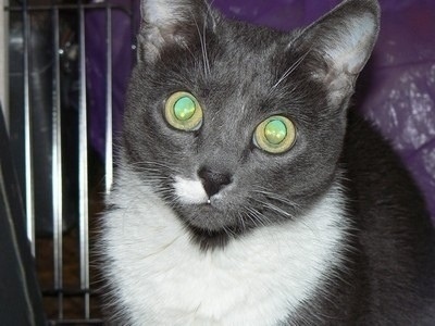 Лиза. Моя Лиза