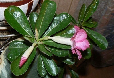 Адениум. Мои цветы