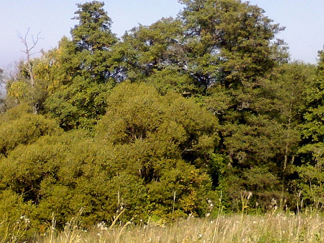 Лес у кладбища. Поленово