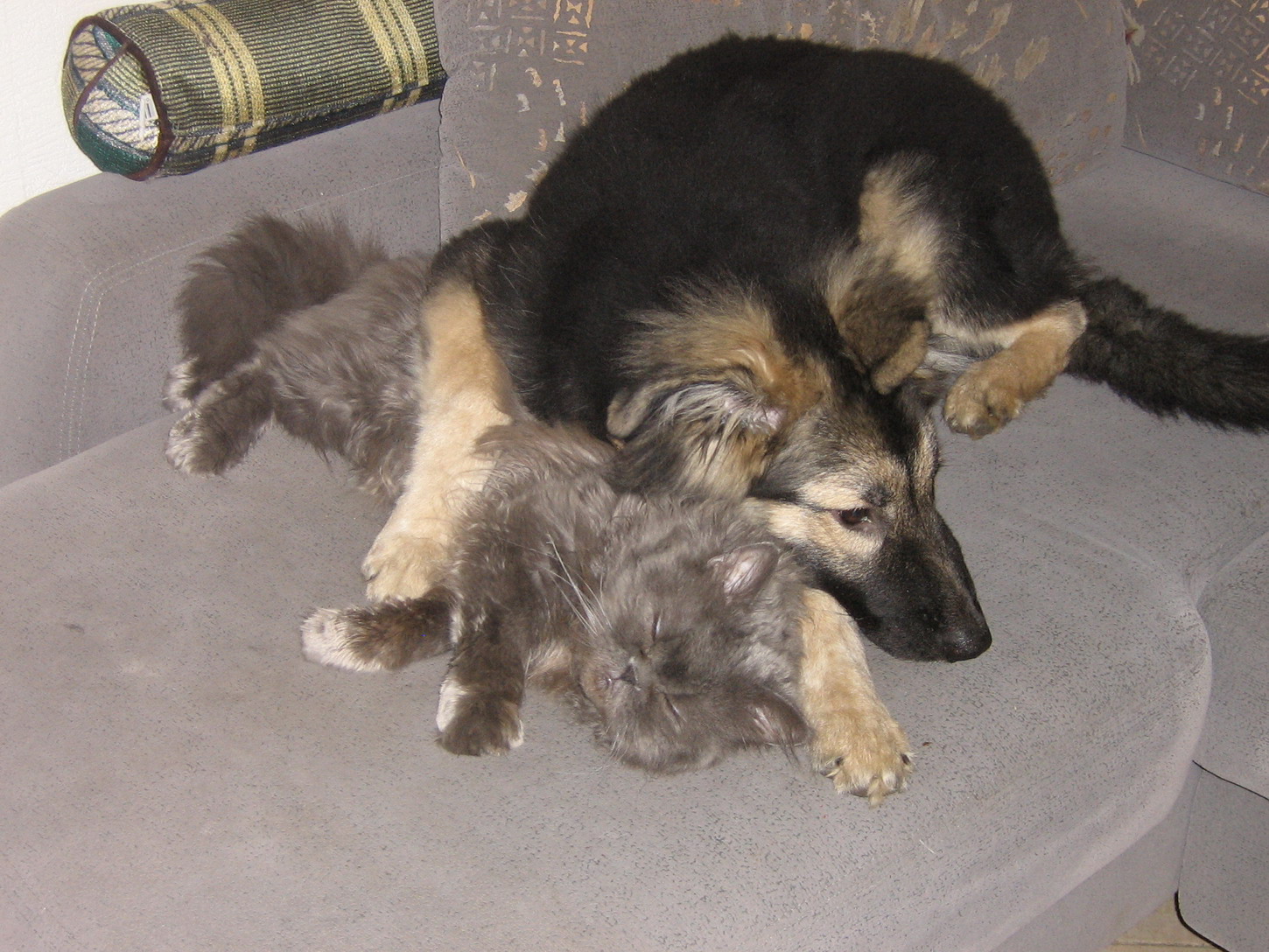 Члены нашей семьи. 