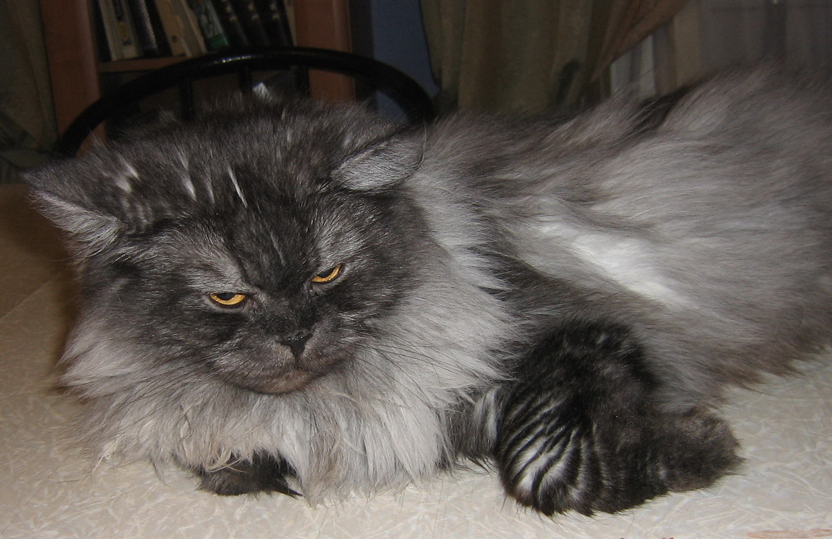 Старушка-персиянка Катя. 