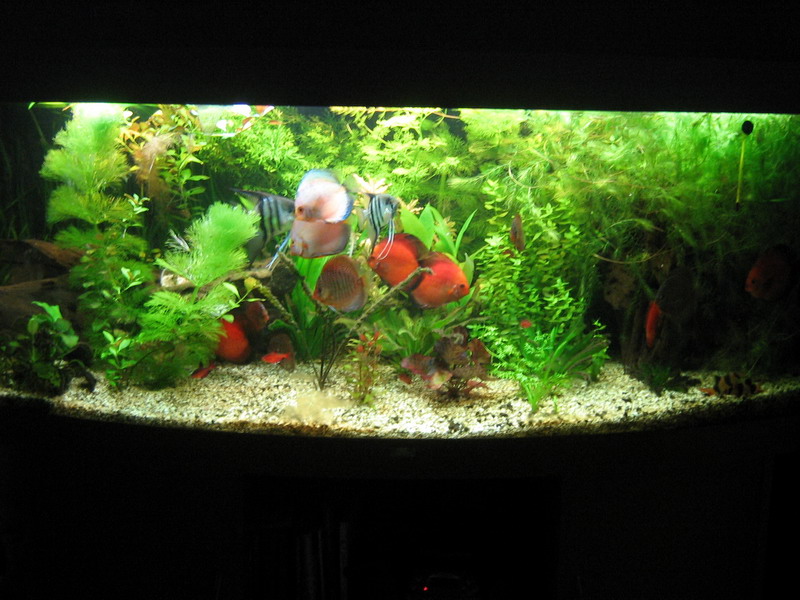 Наш аквариум 450 литров. 