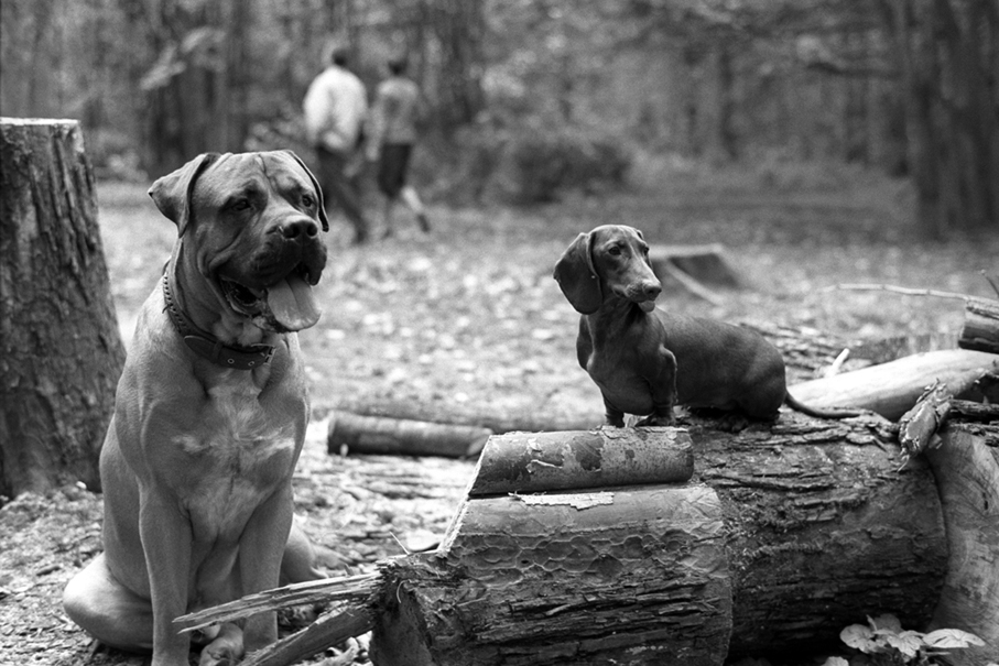 2003 год. Питомцы