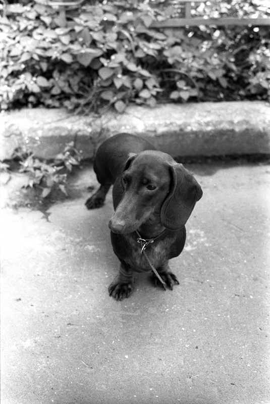 Мотильда. Питомцы