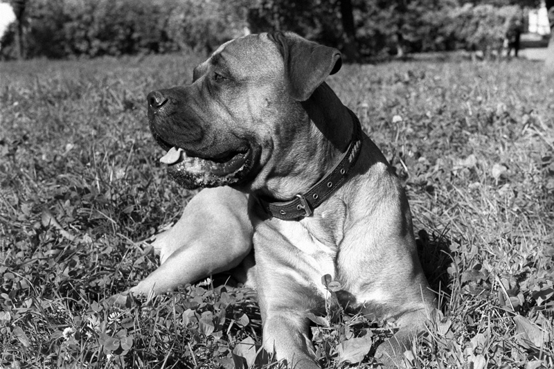 Благородный Симба. Питомцы