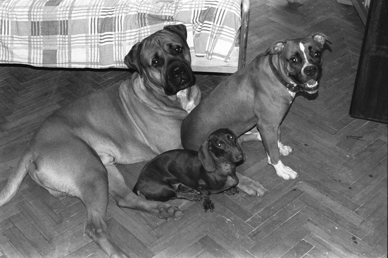 Чесная компания. Питомцы