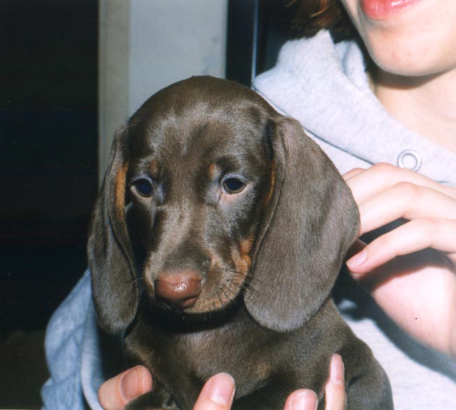 Вот на эту трогательную Мотину мордашку мы и купились -). Питомцы