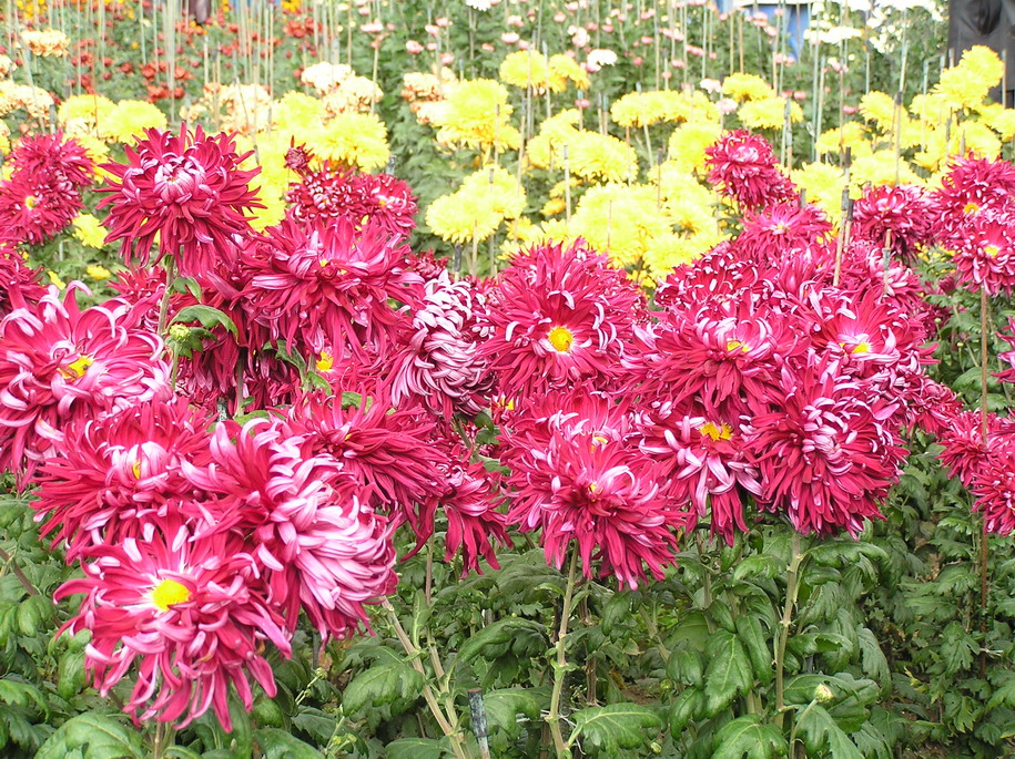Хризантемы. Никитский ботанический сад. Наши места